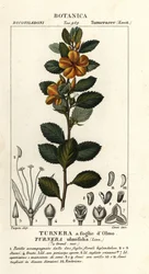 Altea gialla, Turnera ulmifolia