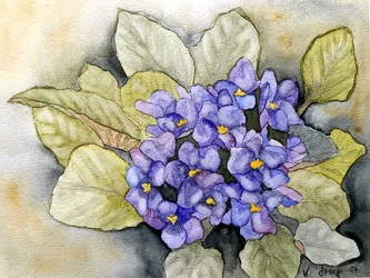 Violetta di Usambara