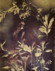 Studio botanico scuro
