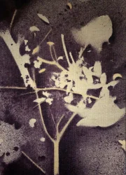 Silhouette botanica viola