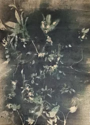 Ombre botaniche vintage