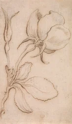 Uno studio in rosa e rose