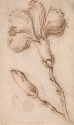 Studio di garofani e rose