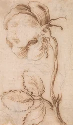 Studio di garofani e rose