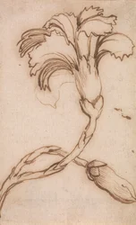Studio di Garofani e Rose