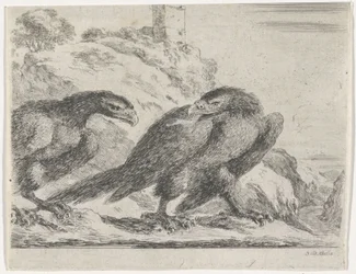Aquila che cammina verso destra, guardando un
