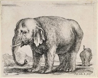 Elefante