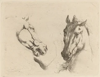 Testa di cavallo vista di profilo e in tre quarti