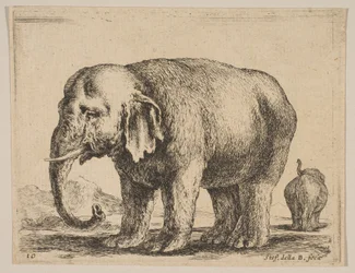 Elefante, da Diversi animali