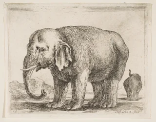 Tavola 10: elefante, da Vari animali Diversi animali, ca. 1641
