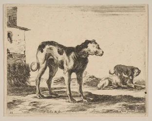 Tavola 11: cani, da Vari animali Diversi animali