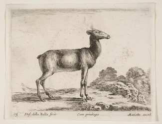 Tavola 15: cerva, da Vari animali Diversi animali, ca. 1641