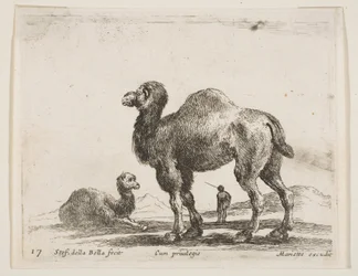 Tavola 17: cammelli, da Vari animali