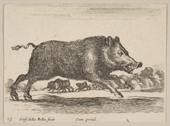 Piatto 19: cinghiale, da Vari animali