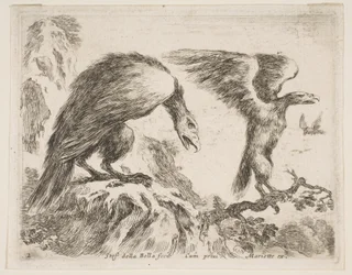 Tavola 2: aquila e aquilotto, da Vari animali, ca. 1641