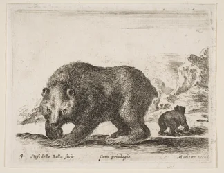 Tavola 4: orso, da 