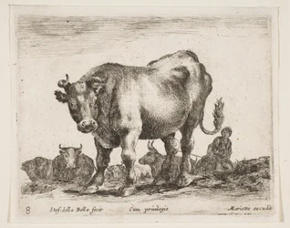 Tavola 8: mucca, da Vari animali Diversi animali, ca. 1641