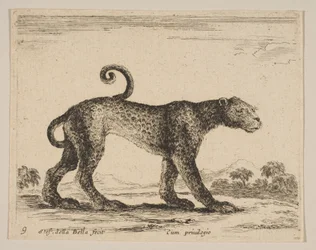 Tavola 9: leopardo, da Vari animali Diversi animali, ca. 1641