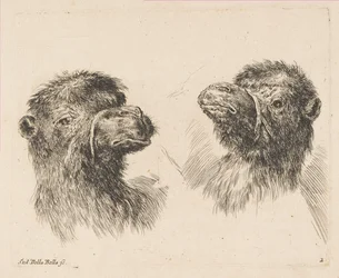 Due teste di cammello, ca. 1641