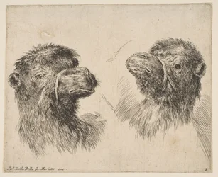 Due Teste di Cammello, ca. 1641