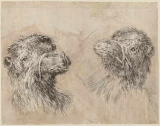 Due teste di cammello [recto], probabilmente 1649