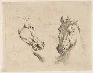 Due teste di cavallo