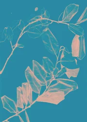 Freyr VI Alba, 2018 (digitale)