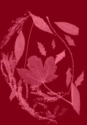 Fogliame rosso, 2017 (digitale)