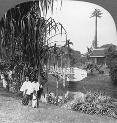 Uno sguardo nei giardini tropicali di Rangoon, Birmania
