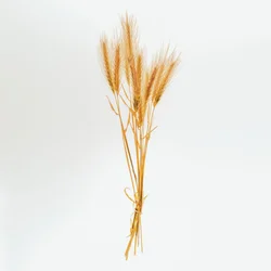 Orzo n. 01, 2020