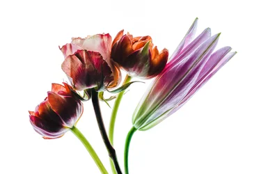 Gruppo di quattro fiori, 2021