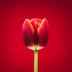 Ritratto di un singolare tulipano rosso su sfondo rosso
