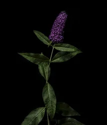 Buddleja viola, 2020