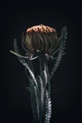 Singola Protea, 2021