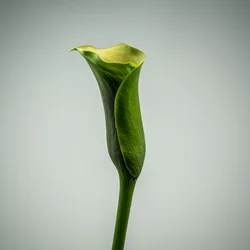 Singolo giglio verde, 2020