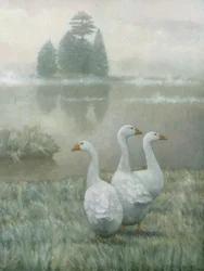 Oche bianche nella nebbia del mattino