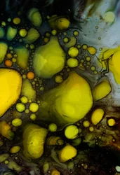Pittura a olio, 2024