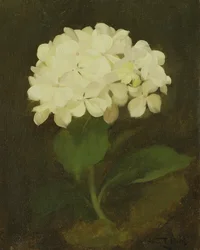 Ortensia bianca