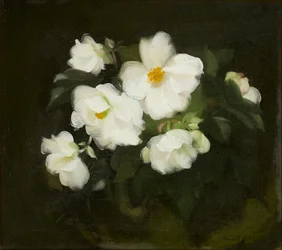 Rose bianche