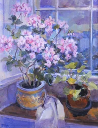 Geranio rosa sul sedile della finestra, 1996