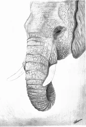 Profilo del maestoso elefante