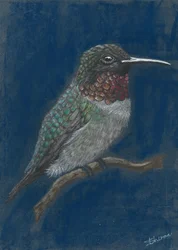 Colibrì dai colori vivaci appollaiato