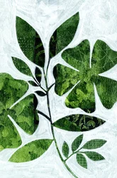 Studio botanico delle foglie