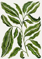Foglie verdi biologiche
