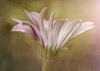 Delicata fioritura di gocce di rugiada