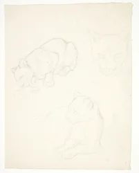 Tre studi di un cucciolo di leone