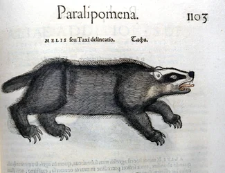 Tasso, illustrazione da 