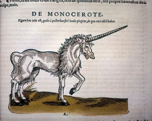 Unicorno, illustrazione da 