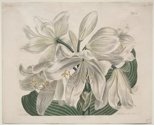 The Botanical Magazine o Flower Garden Displayed: White Cape - Coast Lily