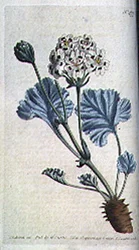 Geranio a stelo grosso (Pelargonium crassicaule), tavola 477 da 
